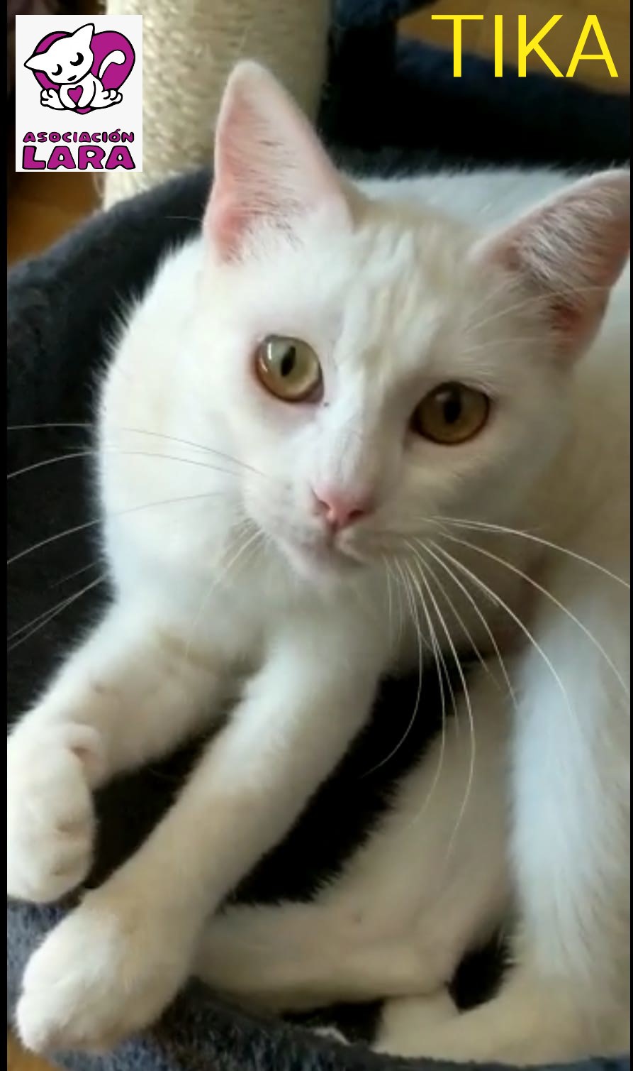 Tika: for-adoption, cat - Europeo, female